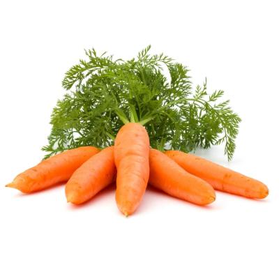 Carrot