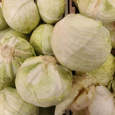 Cabbage