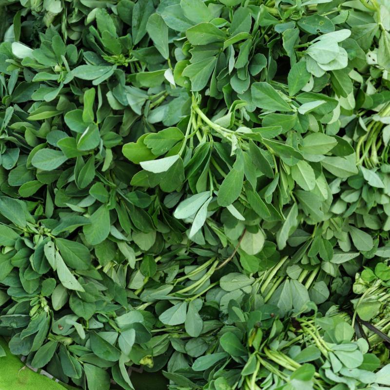 Methi (Fenugreek Leaves)