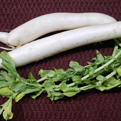 Radish